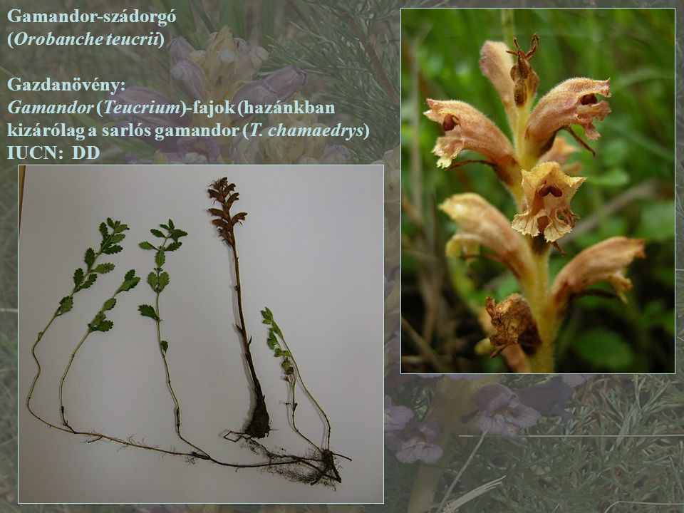 Gamandor-szádorgó (Orobanche teucrii) Gazdanövény: Gamandor (Teucrium)-fajok (hazánkban kizárólag a sarlós gamandor (T. chamaedrys)