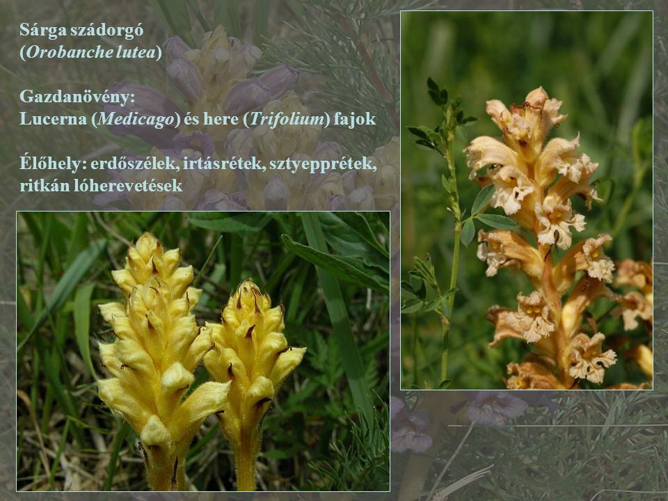 Sárga szádorgó (Orobanche lutea) Gazdanövény: Lucerna (Medicago) és here (Trifolium) fajok.