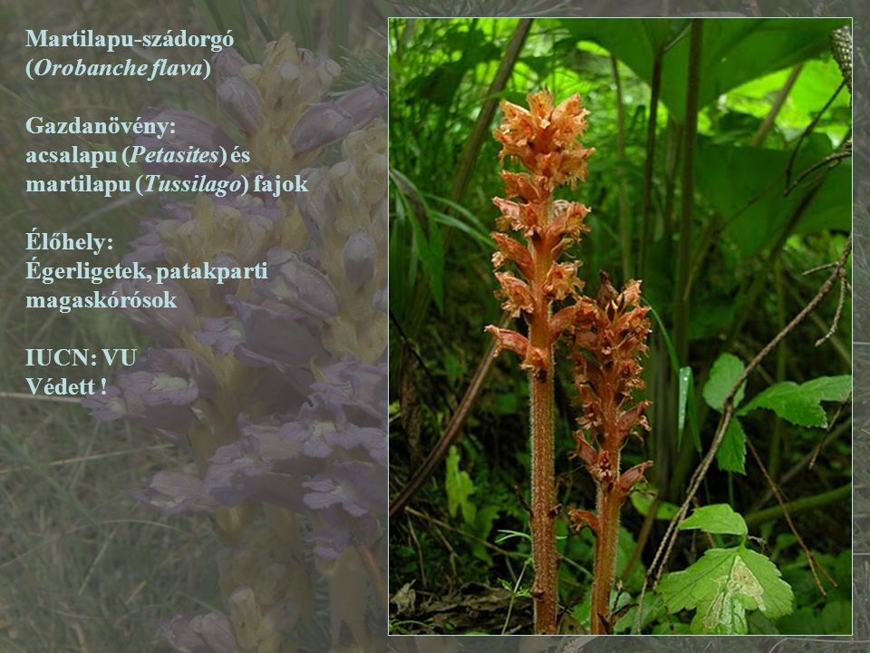 Martilapu-szádorgó (Orobanche flava) Gazdanövény: acsalapu (Petasites) és. martilapu (Tussilago) fajok.