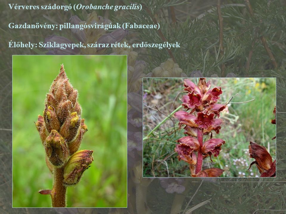 Vérveres szádorgó (Orobanche gracilis)