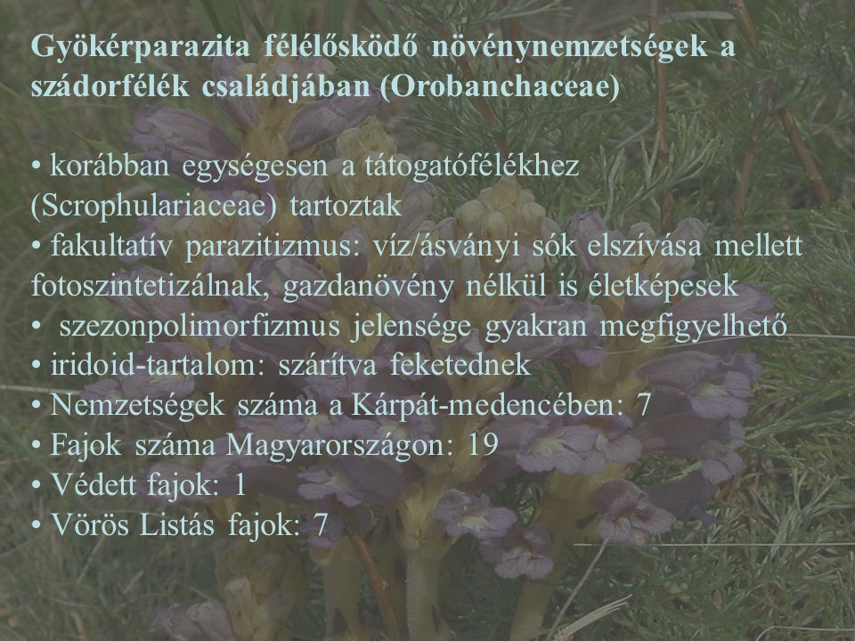 Gyökérparazita félélősködő növénynemzetségek a szádorfélék családjában (Orobanchaceae)
