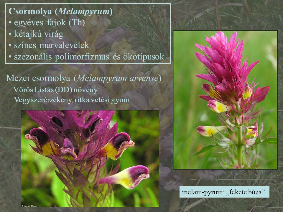 Csormolya (Melampyrum) egyéves fajok (Th) kétajkú virág
