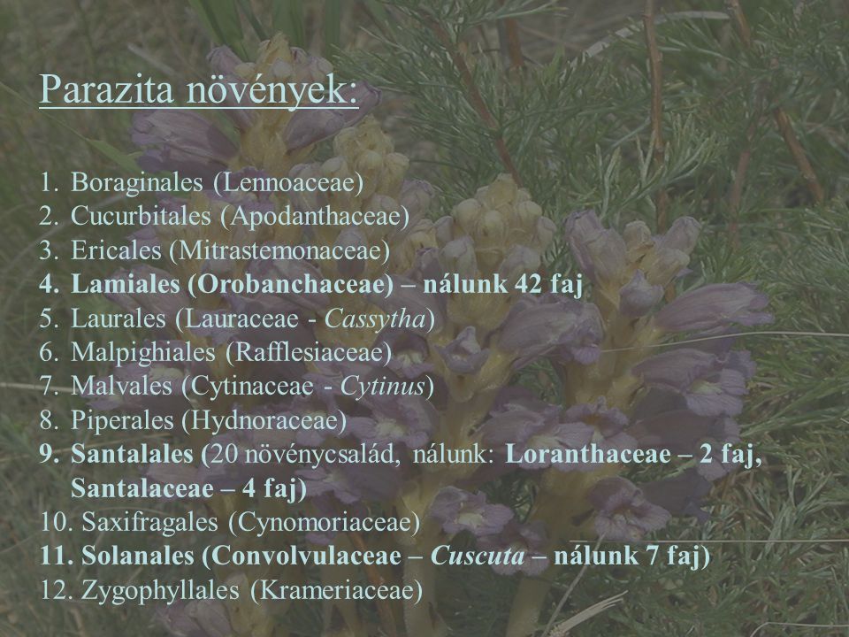 Parazita növények: Boraginales (Lennoaceae)