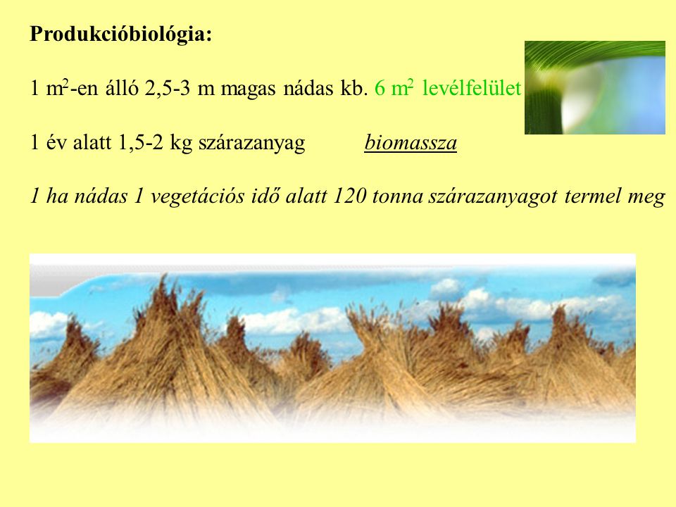 Produkcióbiológia: 1 m2-en álló 2,5-3 m magas nádas kb. 6 m2 levélfelület. 1 év alatt 1,5-2 kg szárazanyag biomassza.