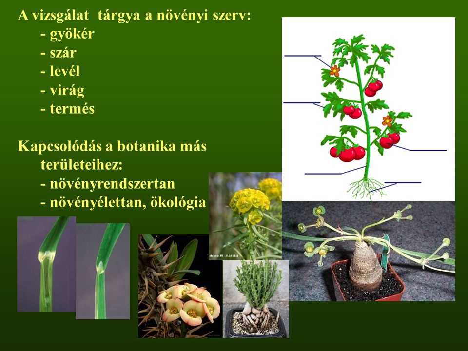 A vizsgálat tárgya a növényi szerv: