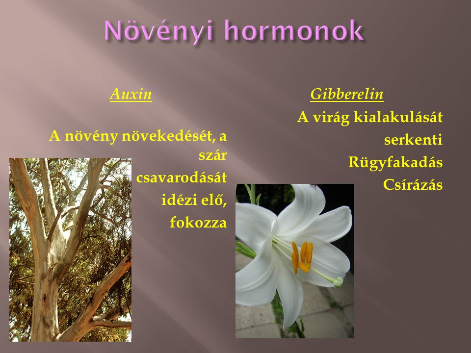 Növényi hormonok Auxin A növény növekedését, a szár csavarodását idézi elő, fokozza Gibberelin A virág kialakulását serkenti Rügyfakadás Csírázás