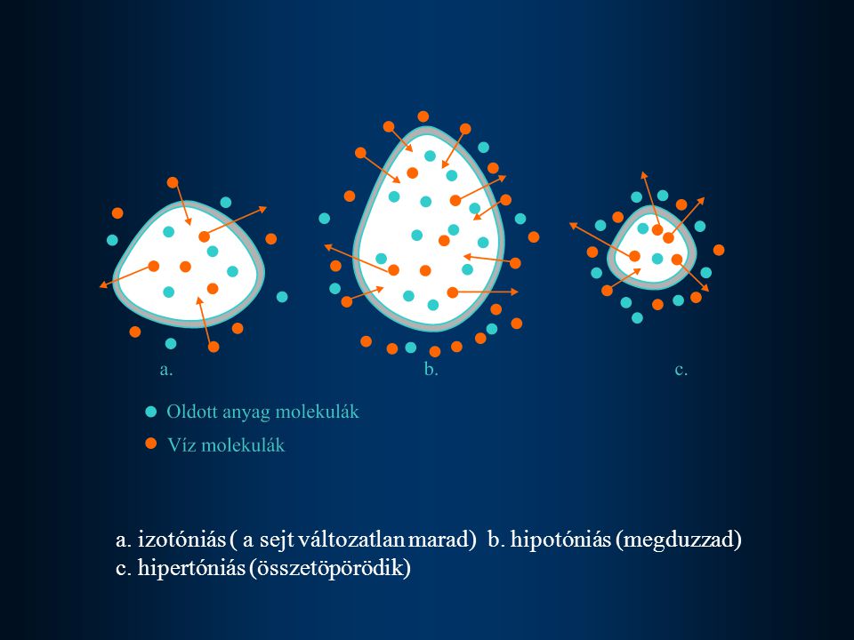 a. izotóniás ( a sejt változatlan marad) b. hipotóniás (megduzzad)