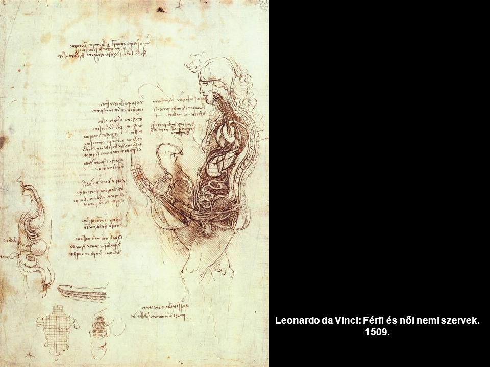 Leonardo da Vinci: Férfi és női nemi szervek
