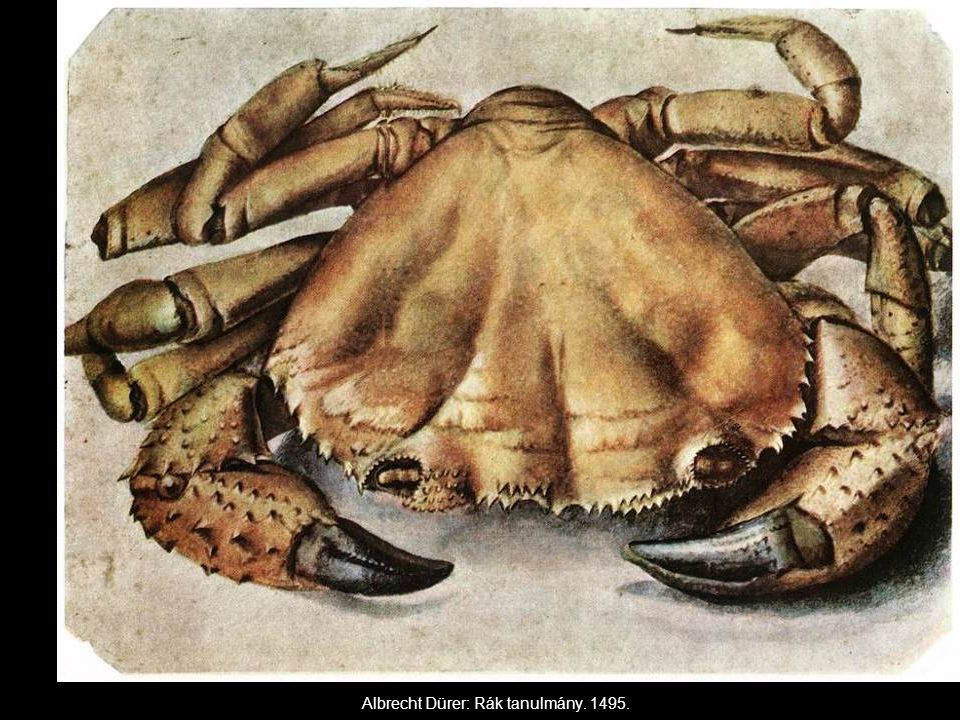 Albrecht Dürer: Rák tanulmány