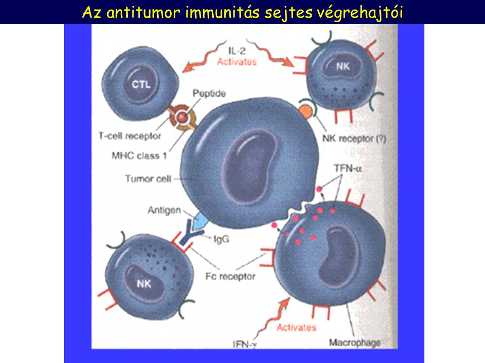 Az antitumor immunitás sejtes végrehajtói