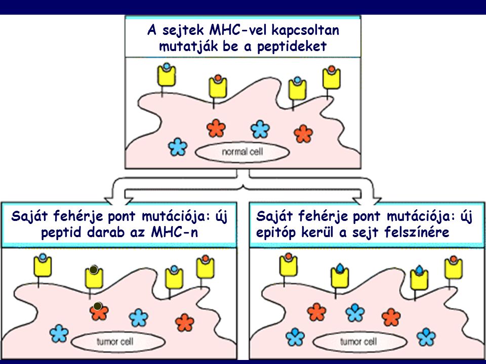 A sejtek MHC-vel kapcsoltan mutatják be a peptideket