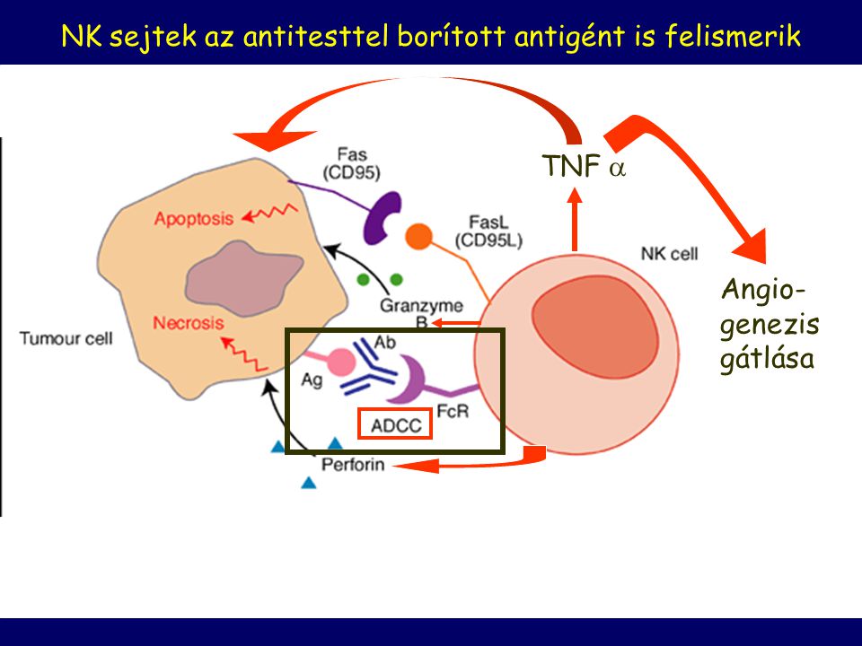 NK sejtek az antitesttel borított antigént is felismerik