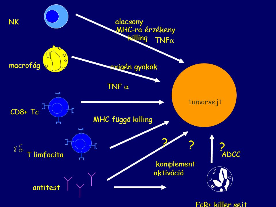 NK alacsony MHC-ra érzékeny killing TNF macrofág oxigén gyökök