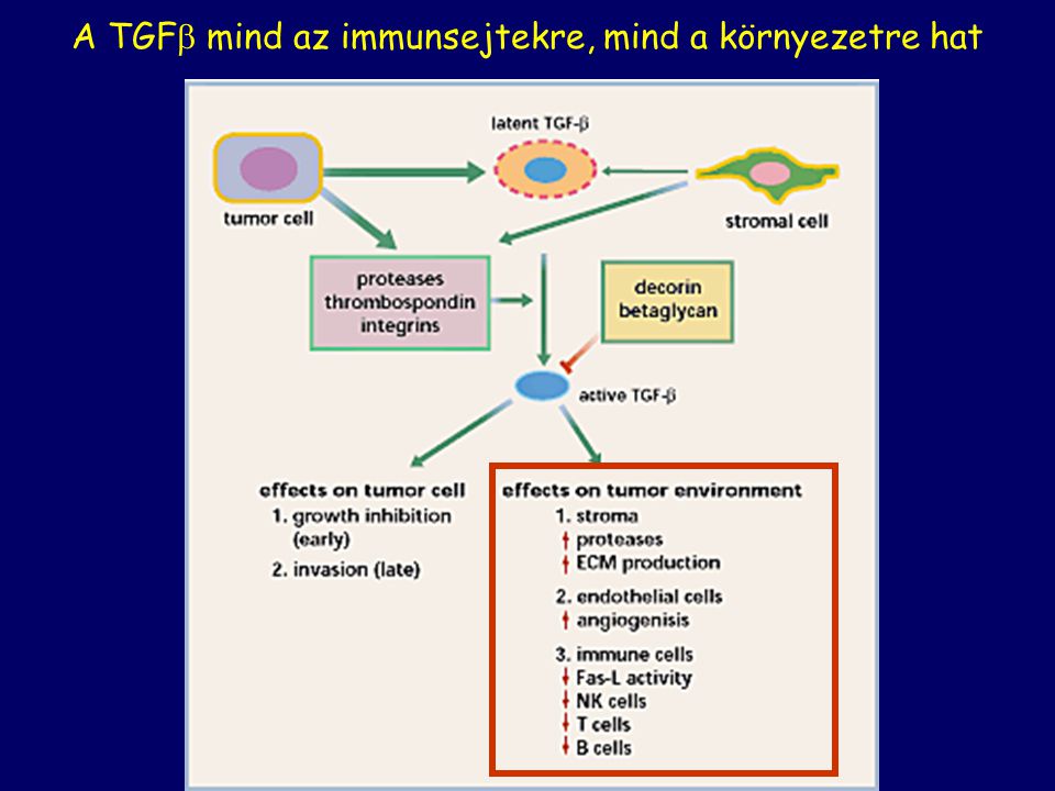 A TGF mind az immunsejtekre, mind a környezetre hat