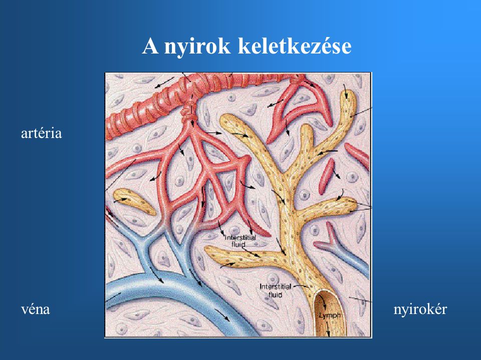 A nyirok keletkezése artéria véna nyirokér