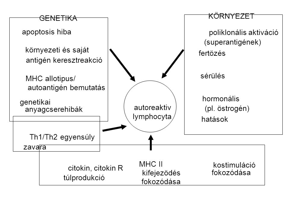 KÖRNYEZET GENETIKA. apoptosis hiba. poliklonális aktiváció. (superantigének) környezeti és saját.