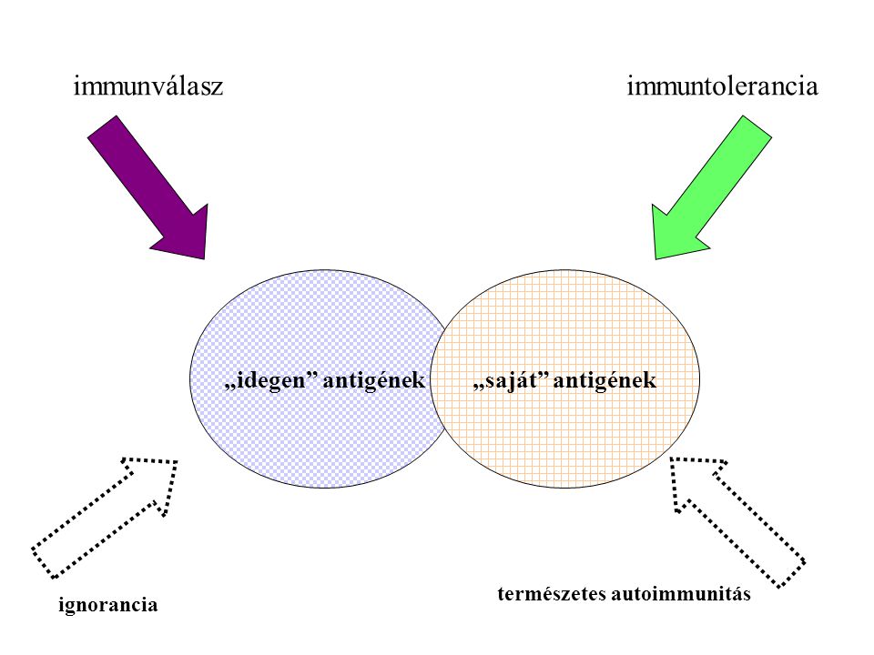 immunválasz immuntolerancia „idegen antigének „saját antigének