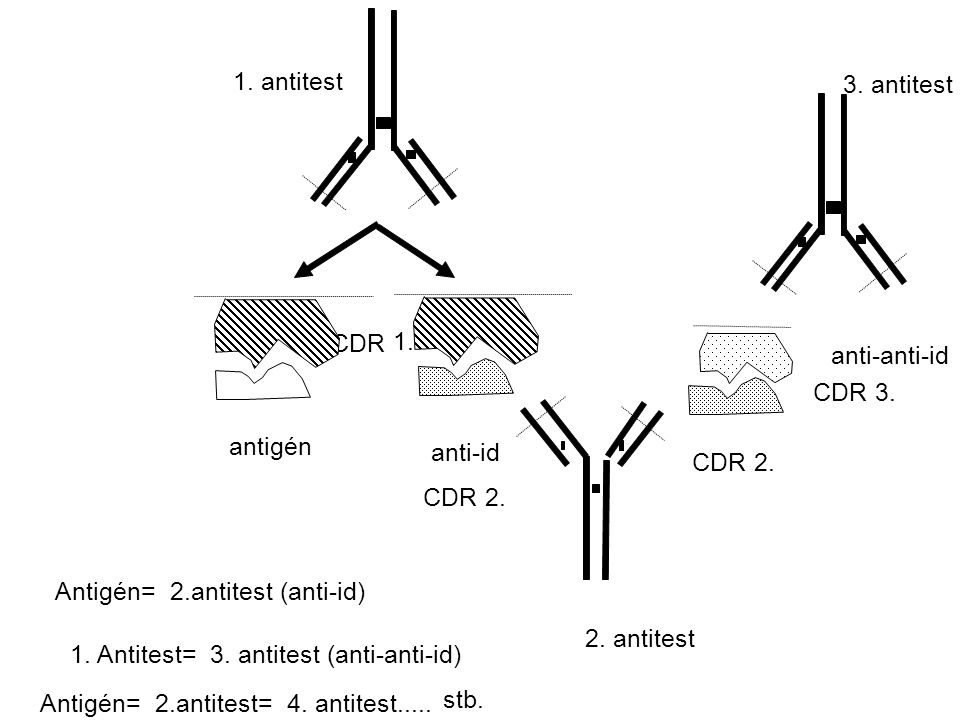 1. antitest 3. antitest. CDR. 1. anti-anti-id. CDR 3. antigén. anti-id. CDR 2. CDR 2. Antigén= 2.antitest (anti-id)