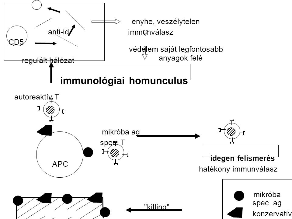 immunológiai homunculus