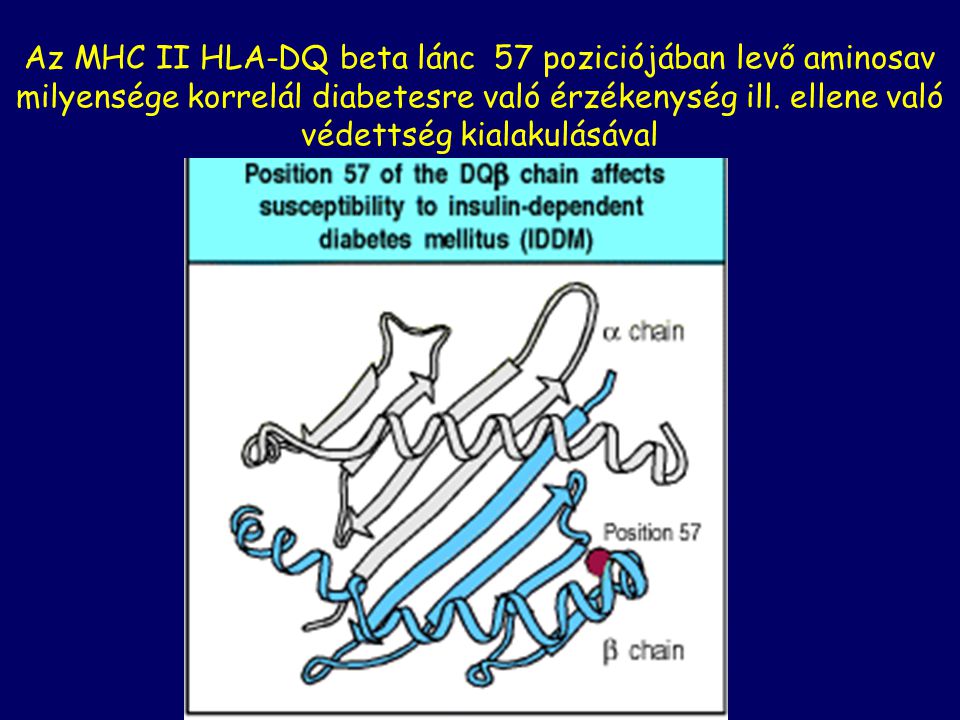 Az MHC II HLA-DQ beta lánc 57 poziciójában levő aminosav milyensége korrelál diabetesre való érzékenység ill.