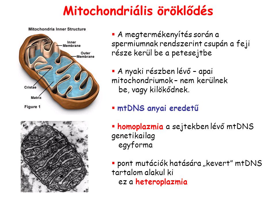 Mitochondriális öröklődés