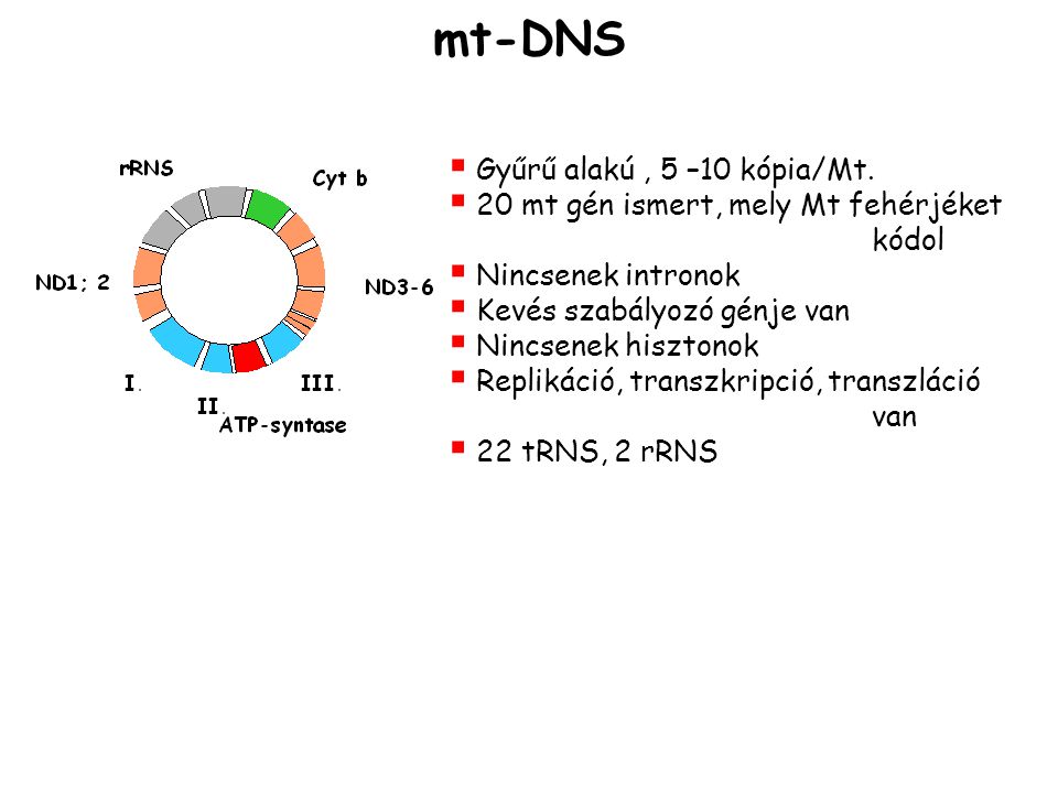 mt-DNS Gyűrű alakú , 5 –10 kópia/Mt.