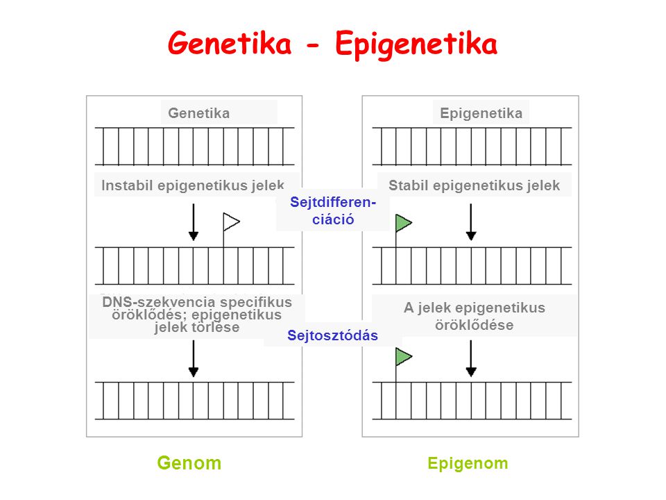 Genetika - Epigenetika