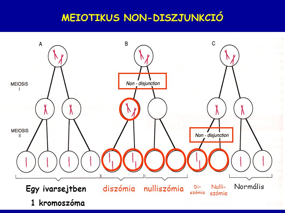 MEIOTIKUS NON-DISZJUNKCIÓ