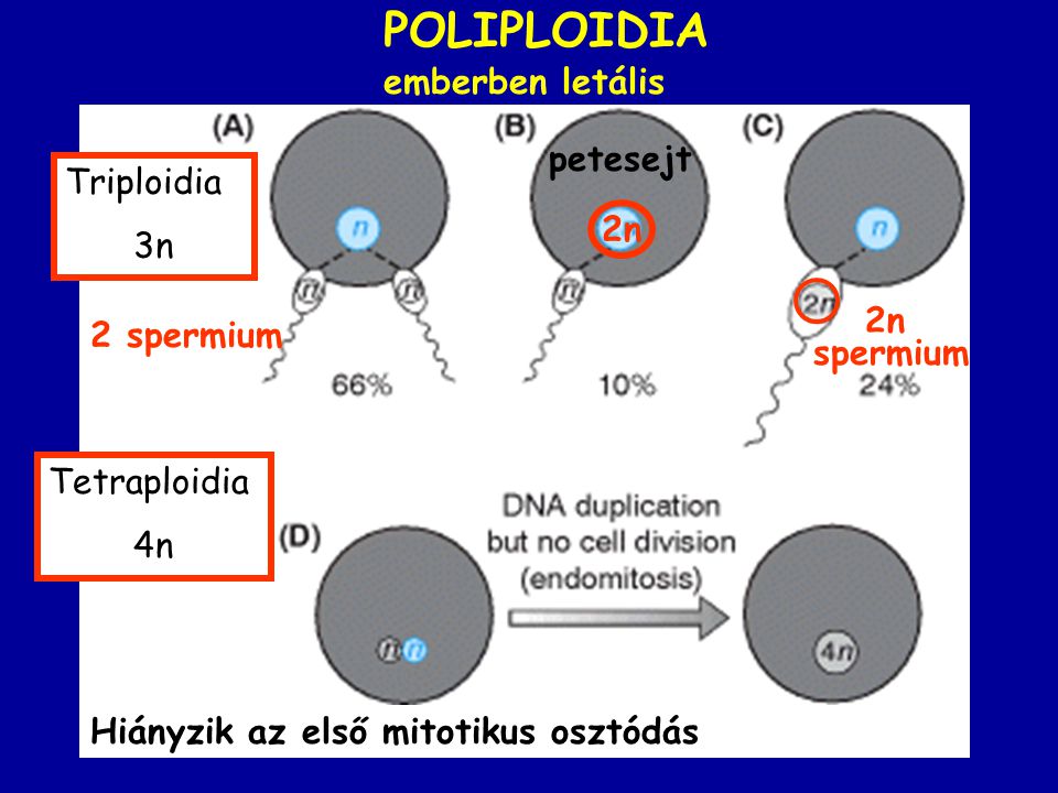 POLIPLOIDIA emberben letális petesejt Triploidia 3n 2n 2n 2 spermium