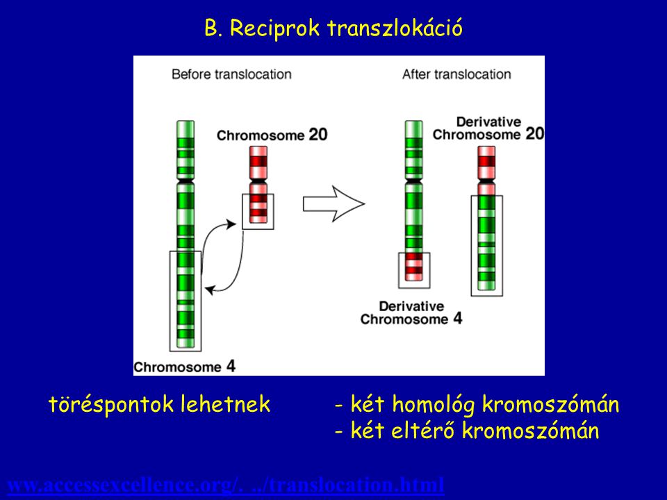 B. Reciprok transzlokáció