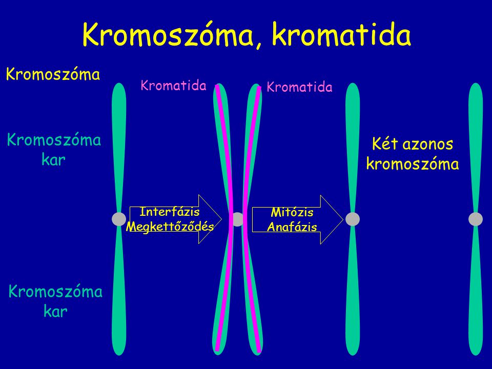 Kromoszóma, kromatida Kromoszóma Kromoszóma kar Két azonos kromoszóma