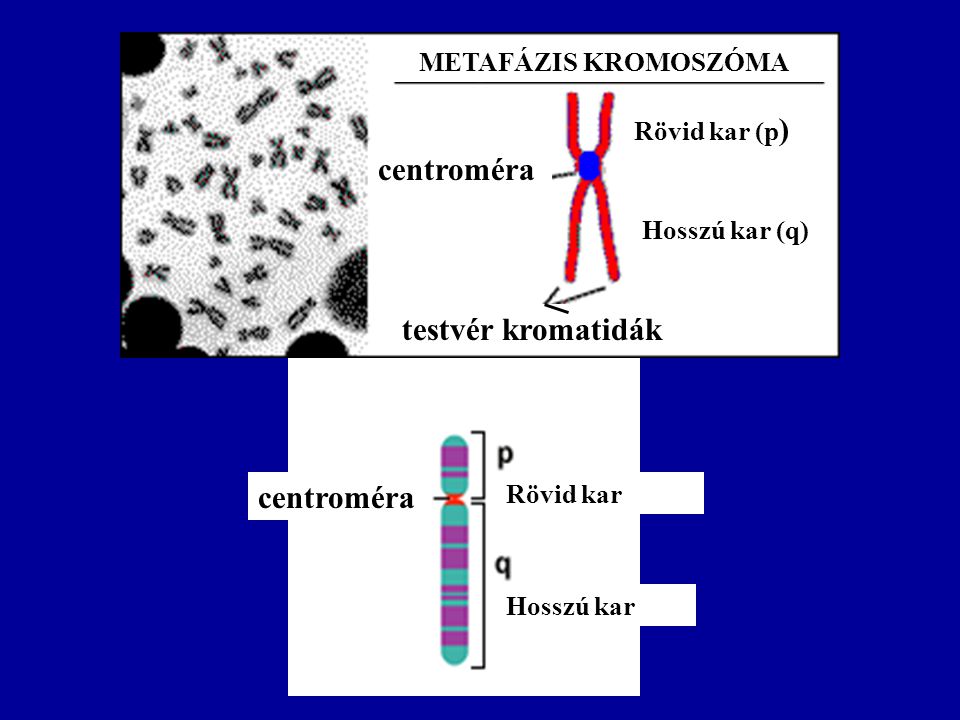 l centroméra testvér kromatidák centroméra METAFÁZIS KROMOSZÓMA