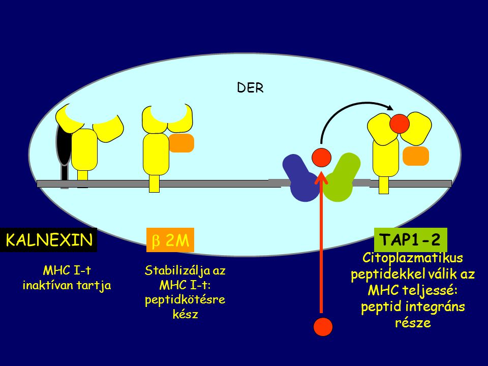DER Stabilizálja az MHC I-t: peptidkötésre kész.  2M. Citoplazmatikus peptidekkel válik az MHC teljessé: