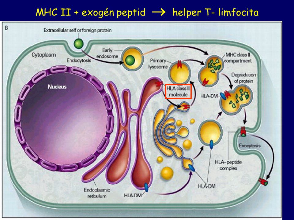 MHC II + exogén peptid  helper T- limfocita