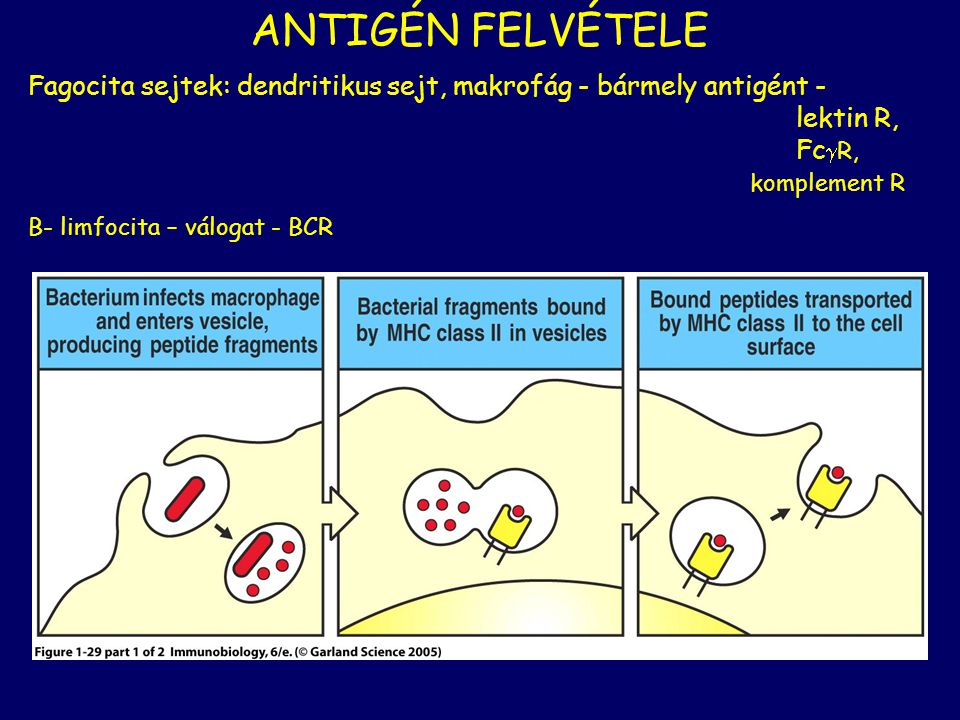 ANTIGÉN FELVÉTELE Fagocita sejtek: dendritikus sejt, makrofág - bármely antigént - lektin R, FcR, komplement R.