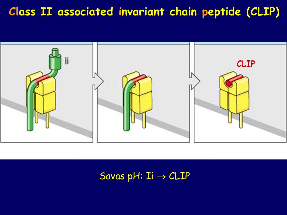 Class II associated invariant chain peptide (CLIP)