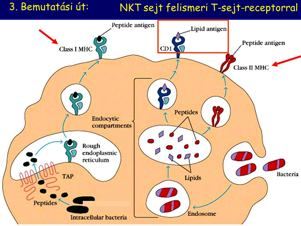 3. Bemutatási út: NKT sejt felismeri T-sejt-receptorral