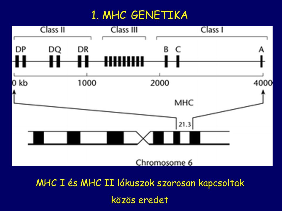 MHC I és MHC II lókuszok szorosan kapcsoltak