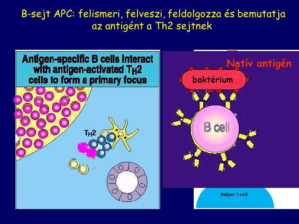 B-sejt APC: felismeri, felveszi, feldolgozza és bemutatja az antigént a Th2 sejtnek
