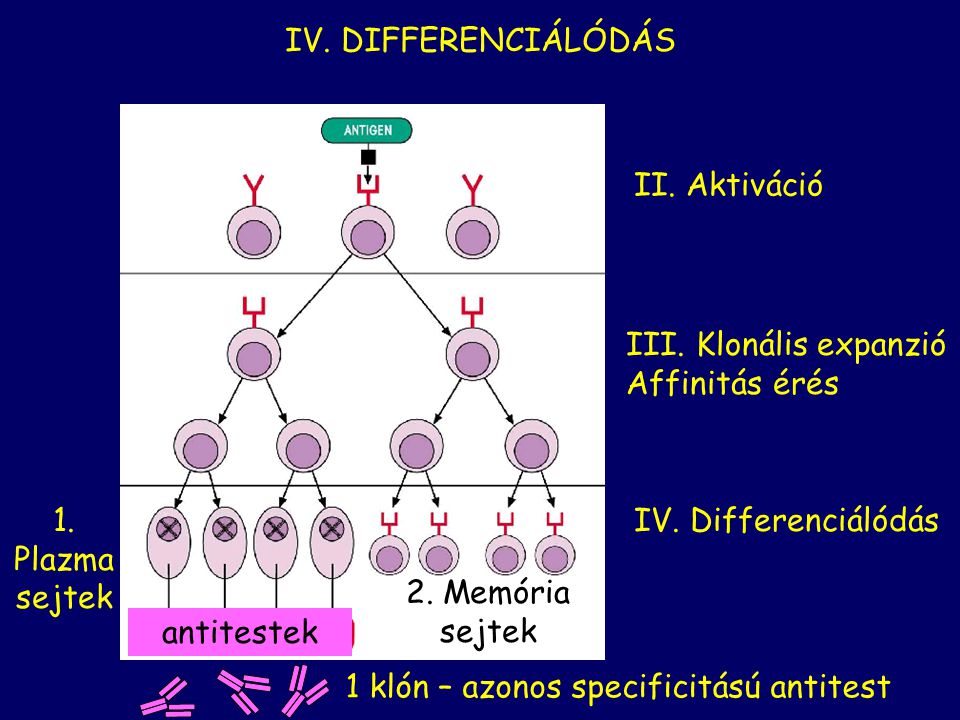 1 klón – azonos specificitású antitest