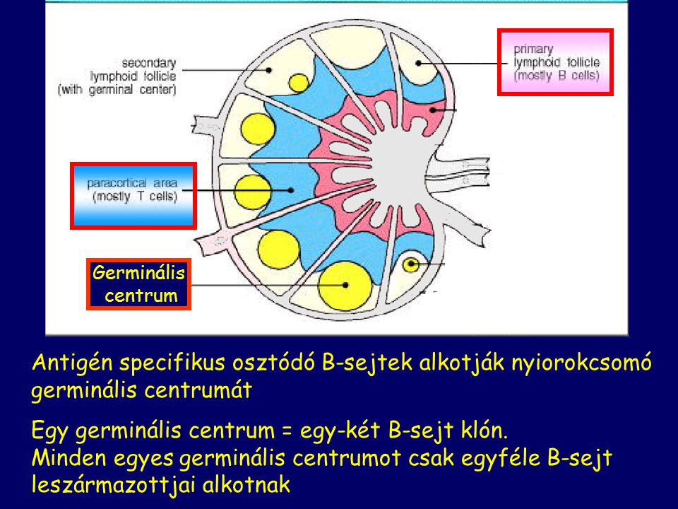 Germinális centrum. Antigén specifikus osztódó B-sejtek alkotják nyiorokcsomó germinális centrumát.