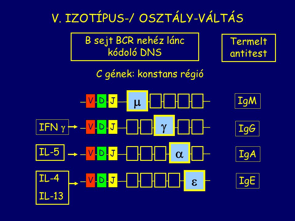 m    V. IZOTÍPUS-/ OSZTÁLY-VÁLTÁS B sejt BCR nehéz lánc kódoló DNS
