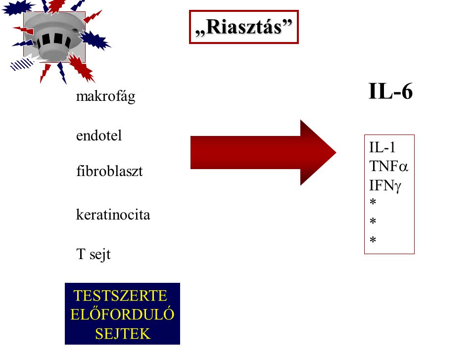 IL-6 „Riasztás makrofág endotel IL-1 TNFa IFNg fibroblaszt *