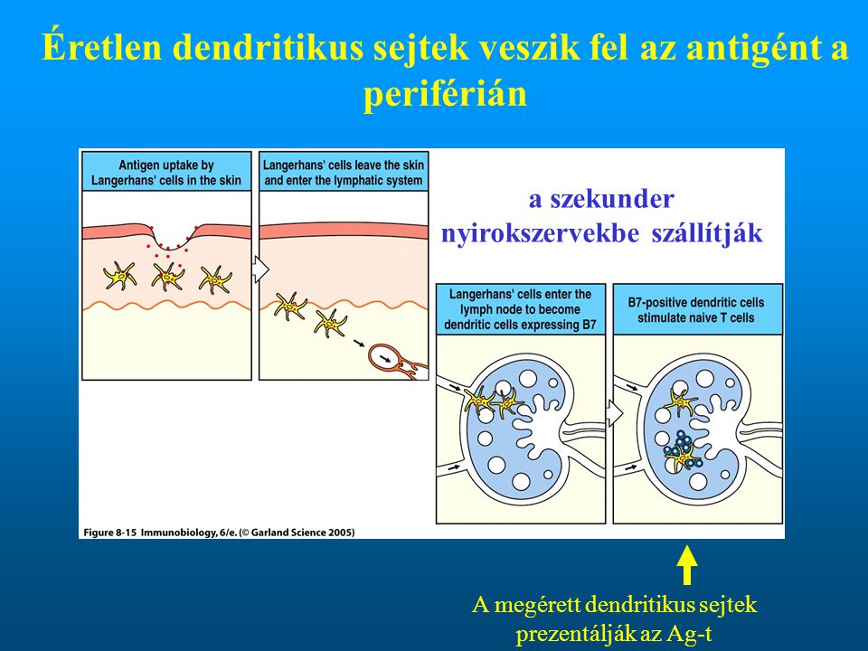 Éretlen dendritikus sejtek veszik fel az antigént a periférián