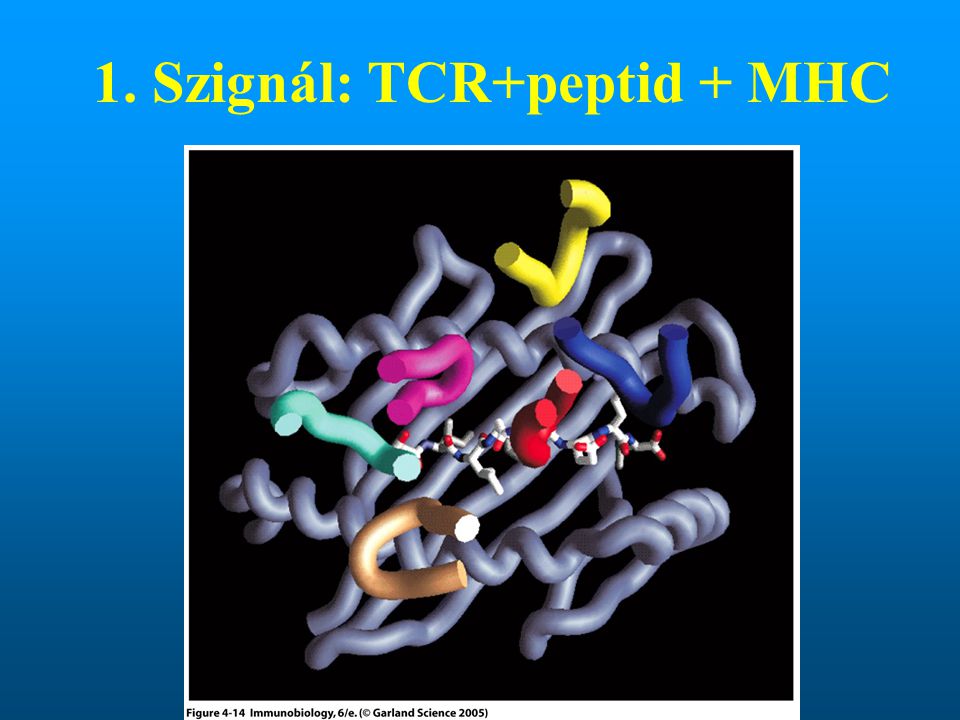 1. Szignál: TCR+peptid + MHC