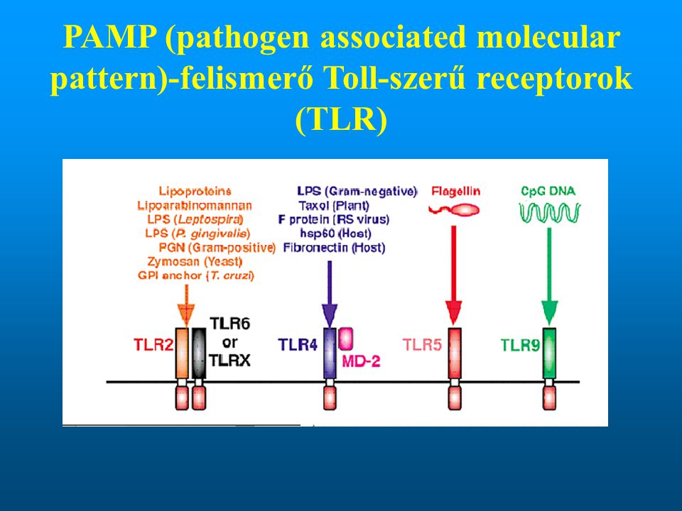 PAMP (pathogen associated molecular pattern)-felismerő Toll-szerű receptorok (TLR)