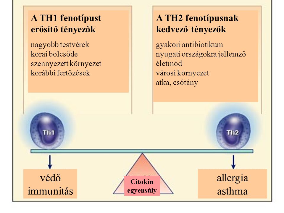 védő immunitás allergia asthma A TH1 fenotípust erősítő tényezők