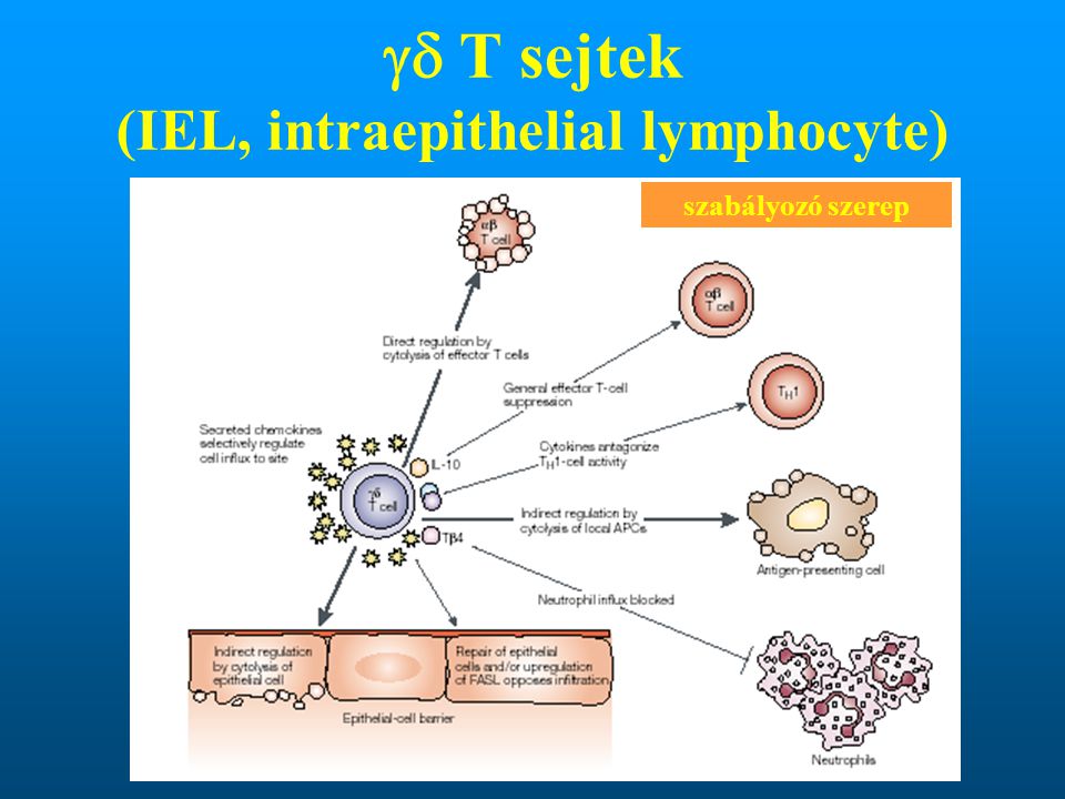  T sejtek (IEL, intraepithelial lymphocyte)