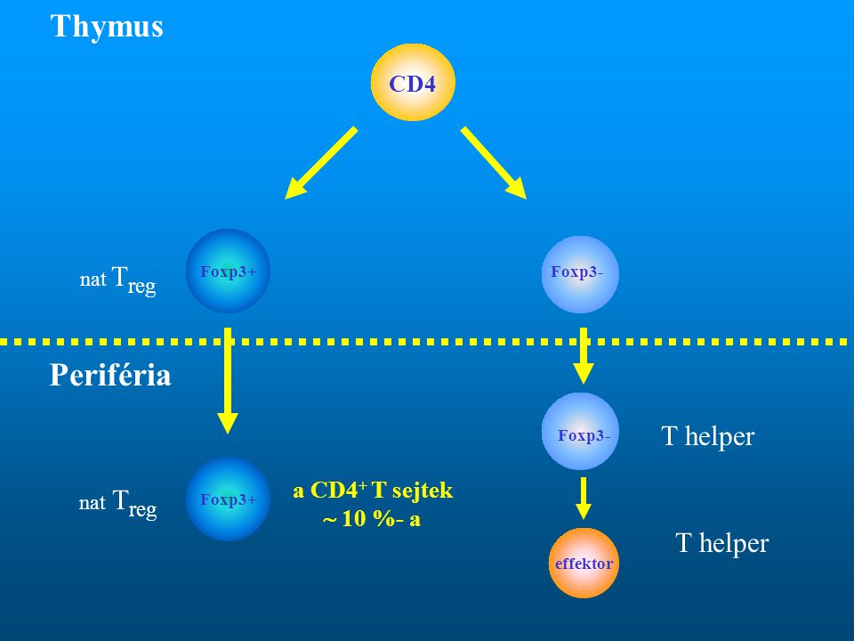 Thymus Periféria T helper T helper CD4 a CD4+ T sejtek  10 %- a