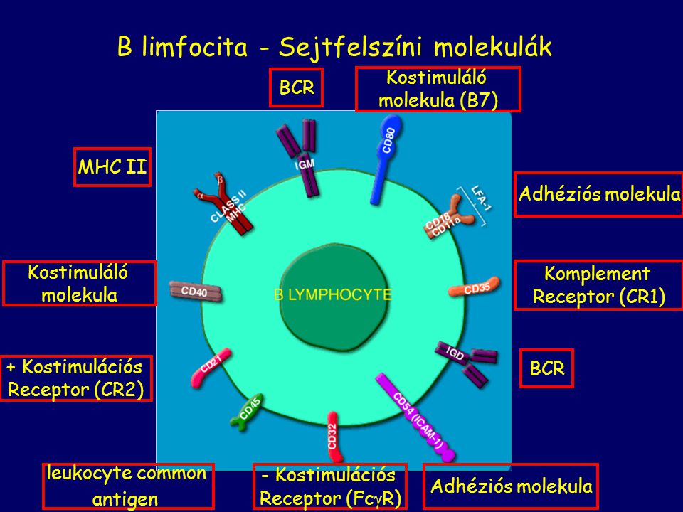 B limfocita - Sejtfelszíni molekulák
